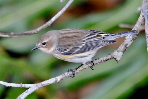 Yellow Rumped Warbler