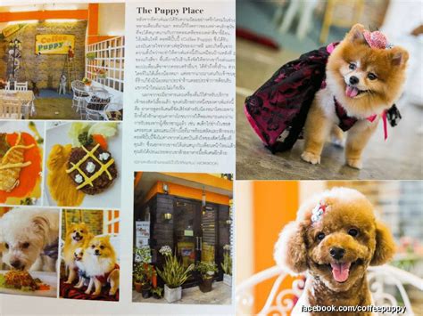 Coffee And Puppy Featured In Praew Magazine นิตยสารแพรว Coffee