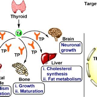 Schematic Representation Of Secretion Transport And Action Of Thyroid