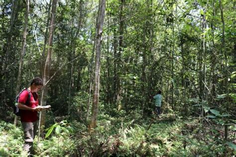 Gran Logro Once Regiones Lograron Reducir Deforestación De Sus Bosques