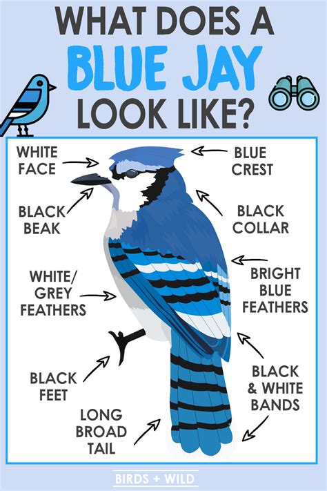 What Do Blue Jays Look Like? How To Easily Spot One» Birds & Wild