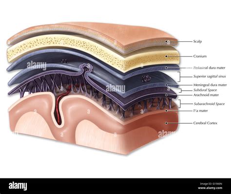 Subarachnoid Space Spinal Cord Model