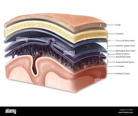 An Illustration Of The Membranes That Enclose The Brain And Spinal Cord The Meninges Include