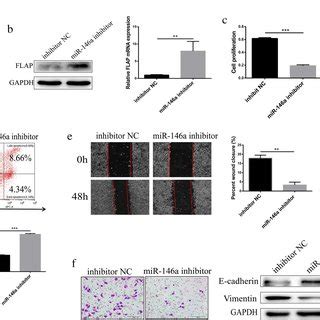 Mir A Silencing Reduced Hepg Cell Proliferation Cycle Progression