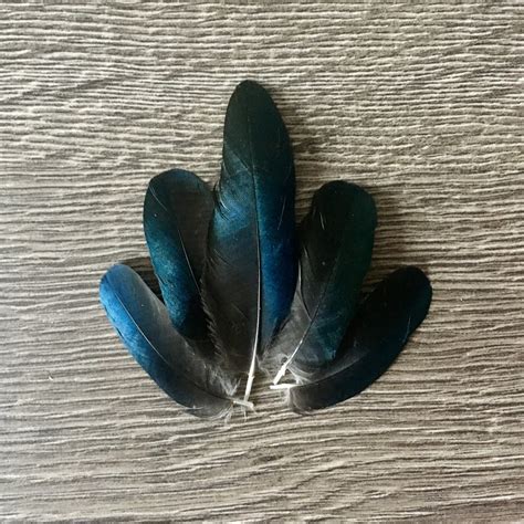 Small Blue Magpie Feathers Ethically Sourced | Etsy