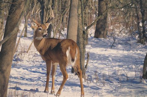 Deer Hunting In New York The Urban Deer Complex