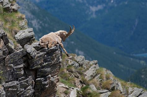 Parco Nazionale Del Gran Paradiso Bruno Barbero Flickr