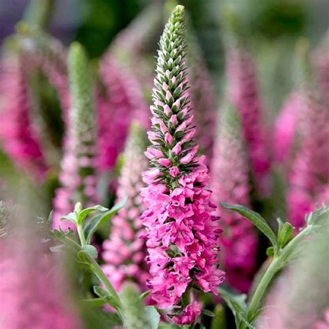 Amazon.com : 2000+ Veronica Flower Garden Seeds Veronica Seeds
