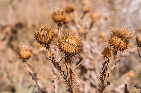 Ervas daninhas secas amarelas espinhos nos botões na natureza