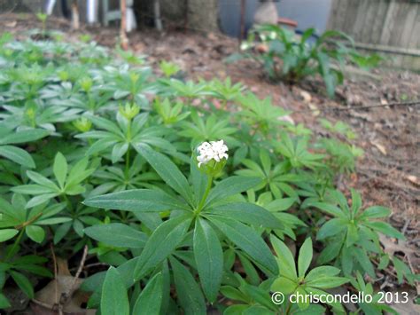 Ground Cover Pine Trees