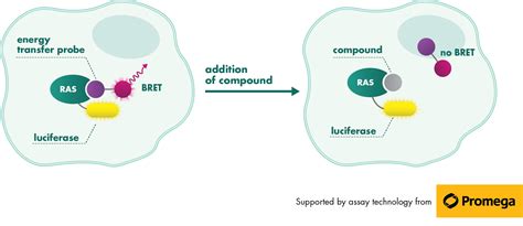 Kras Assay Services Reaction Biology