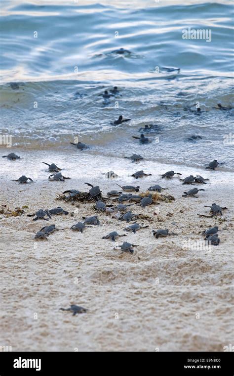 Green sea turtle hatchlings hi-res stock photography and images - Alamy