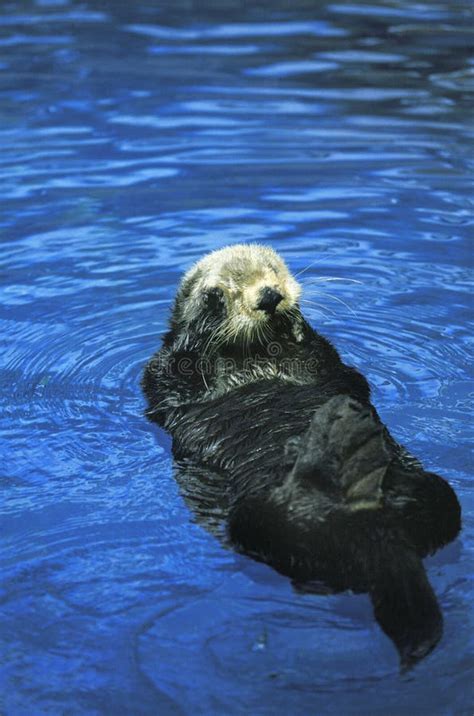 Loutre De Mer Enhydra Lutris Stock Image Image Of Carnivore Enhydra