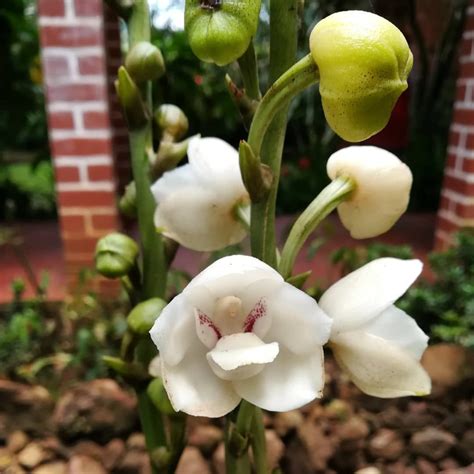 La Flor Del Espíritu Santo Peristeria Elata Pertenece A La Familia De Las Orquídeas Es Una