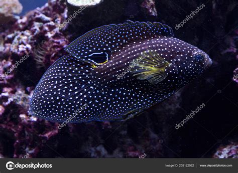 Comet Marine Betta Calloplesiops Altivelis Stock Photo By ©whitenight