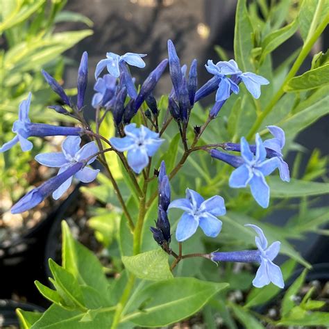 Amsonia ‘Blue Ice’ (Blue Star) - Cavano's Perennials