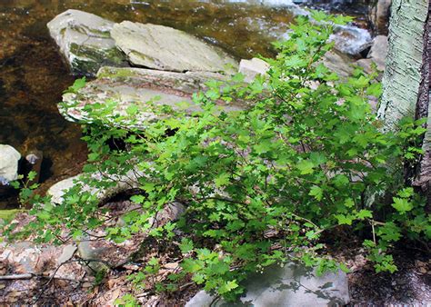 Hikers Guide To The Trees Shrubs And Vines Of Ricketts Glen State