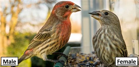 Types Of Finches Found In California Id Guide Bird Watching Hq