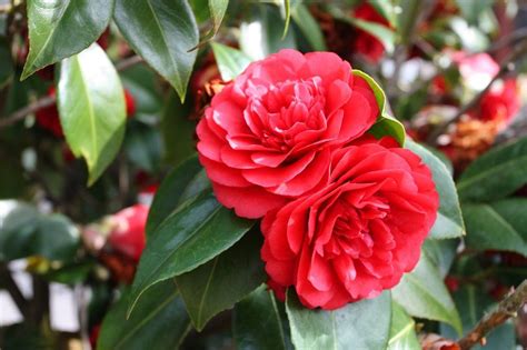 Camelia Zo Verzorg Je Deze Plant Groene Passies Artofit