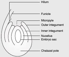 Draw a well labelled diagram of a typical anatropous ovule - CBSE Class ...