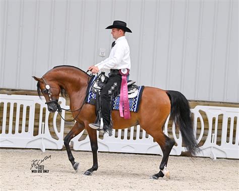 Atlas SBA Stella Bella Arabians LLC