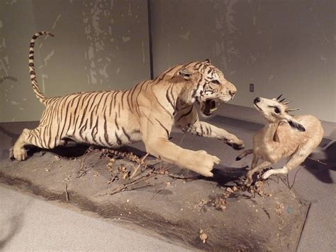 Bengal Natural History Museum, Darjeeling - Timings, Entry Fee, History & Artifacts