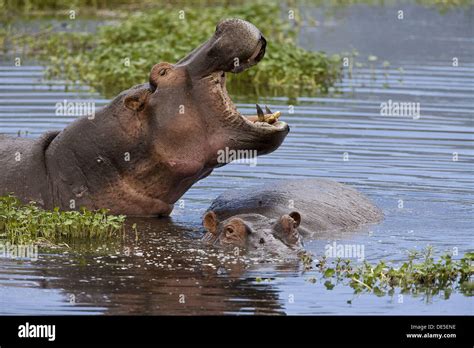 Two Hippos Hippopotamus Amphibius In The Water In The Ngorongoro