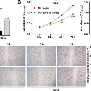 Upregulation Of MiR 520d 3p Attenuated The Proliferative And Migratory