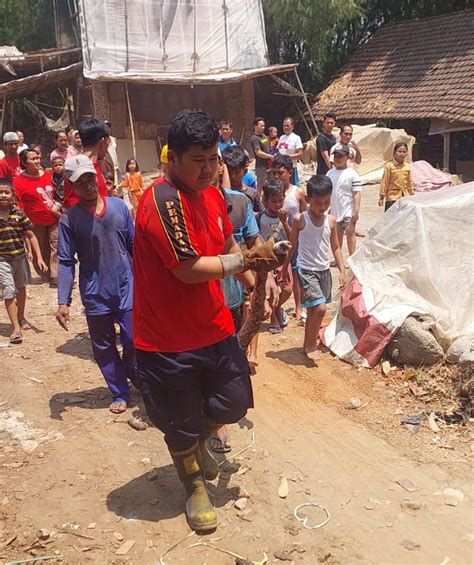 Petugas Damkar Evakuasi Ular Piton Sepanjang 4 5 Meter Di Bangsal Mojokerto