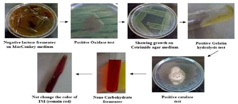 Pseudomonas Aeruginosa Identification