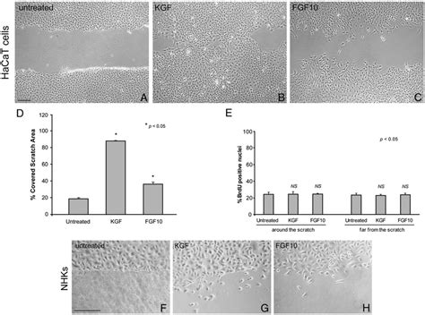 Scratch Assay On Keratinocytes In Response To Kgf And Fgf10 A Download Scientific Diagram