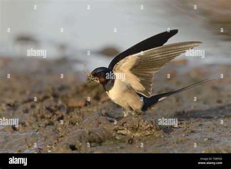 Eurasian Swallow High Resolution Stock Photography And Images Alamy