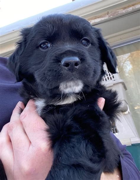 Black Labrador Golden Retriever Mix Puppies