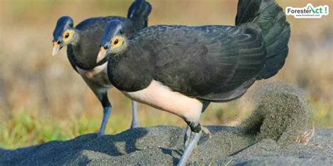 Burung Maleo Macrocephalon Maleo Habitat Sebaran Dan Fakta Unik