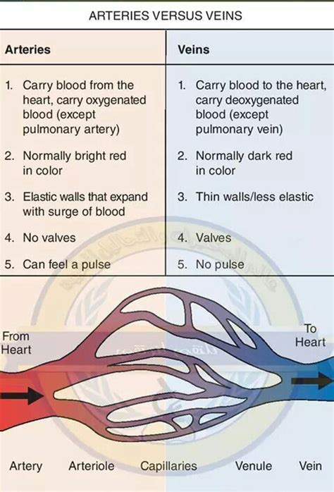 Compare And Contrast Veins And Arteries Venn Diagram With Th