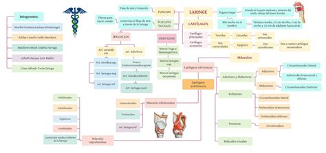 Gato M S All Compensar Mapa Conceptual De La Laringe Plausible Muslo