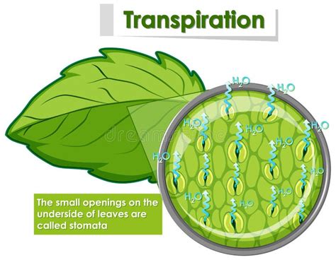 Diagrama De La Transpiraci N En La Planta Ilustraci N Del Vector