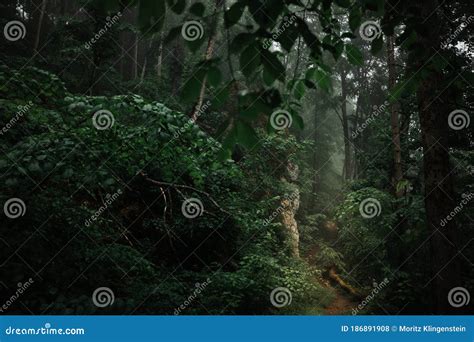 Neblina E Neblina Em Uma Misteriosa Floresta Escura Raios Luminosos