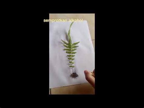 Pembuatan Herbarium Kering Tanaman Paku YouTube