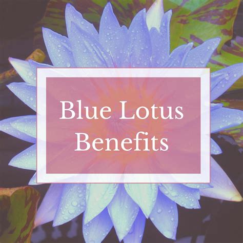 Blue Lotus Benefits Wild Bloom Botanicals