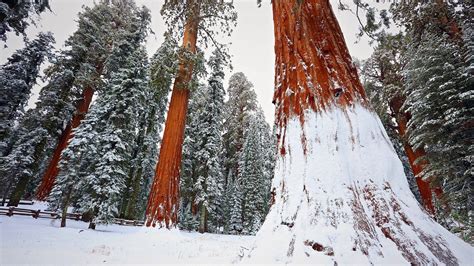 Top 999 Redwood Forest Wallpaper Full Hd 4k Free To Use