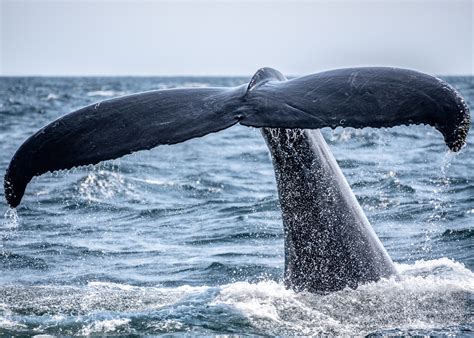 How Do Whales Defend Themselves? - Harbor Breeze Cruises