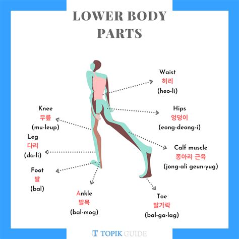 Complete List Of Body Parts Vocabulary In Korean TOPIK GUIDE