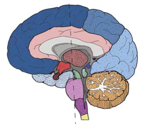 Anatomy Of Brain Diagram Quizlet