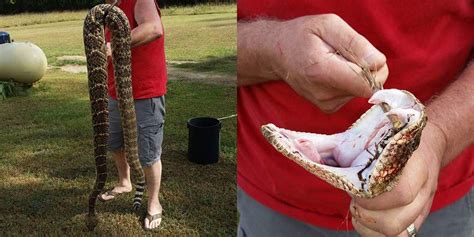 The Biggest Rattlesnake You Ll Ever See Gizmodo Australia