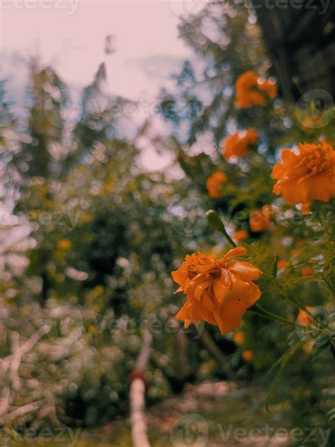 Tagetes Erecta El Azteca Maravilla Mexicano Maravilla Grande Maravilla