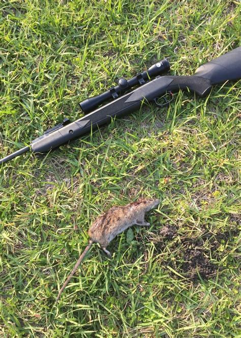 I Tested And Ranked The Best Pellet Guns For Hunting In 2024