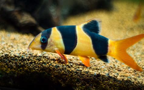 Clown Loach - Habitat, Care, Feeding, Tank Size, Breeding - AquariumNexus