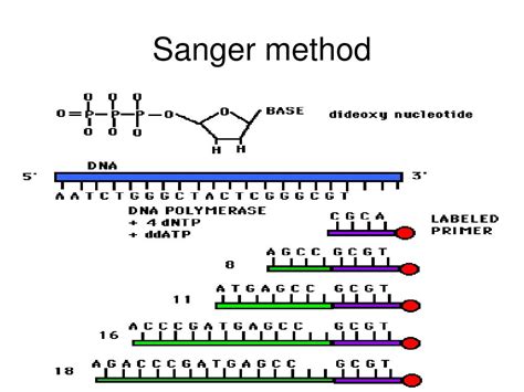 Ppt Genetics And Recombinant Dna Powerpoint Presentation Free Download Id 3892572