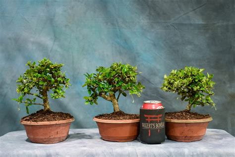 Fukien Tea Shohin 6 To 8 Pot Wigerts Bonsai